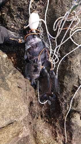 イシダイの釣果