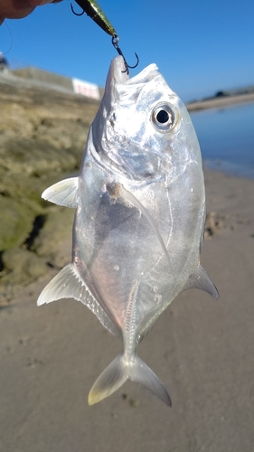 メッキの釣果