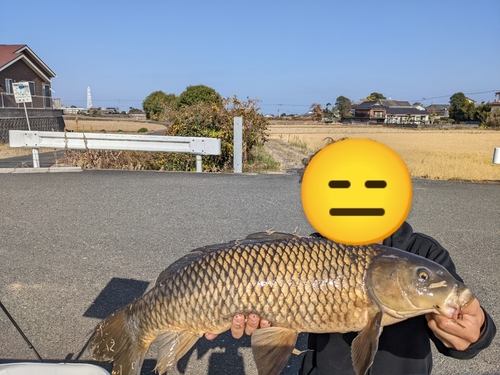 コイの釣果