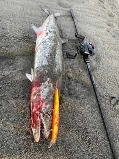 サワラの釣果