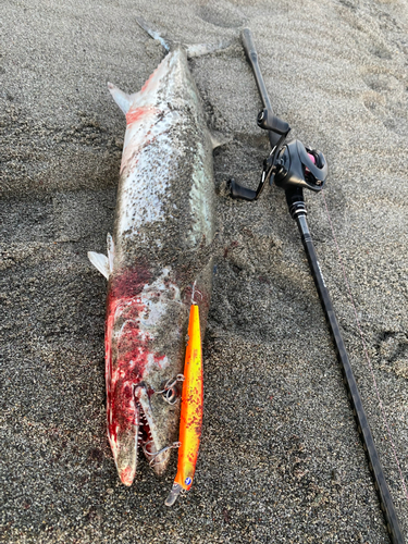 サワラの釣果