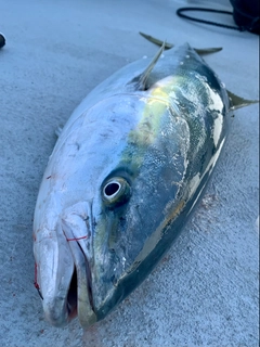 クロサバフグの釣果