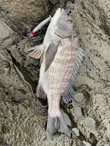 チヌの釣果