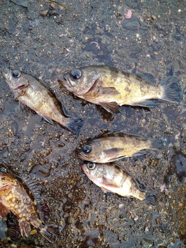 メバルの釣果