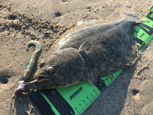 ヒラメの釣果