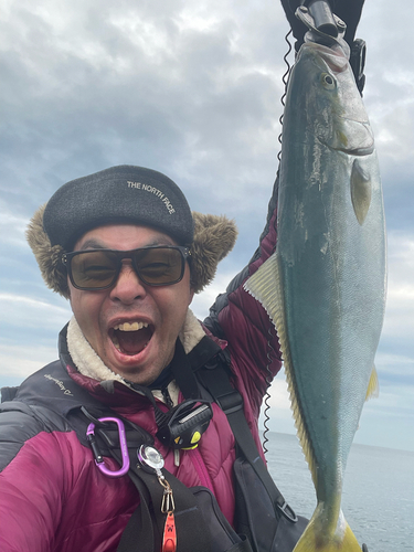 イナダの釣果