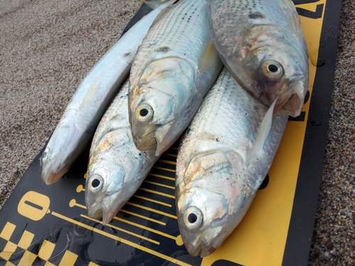 コノシロの釣果