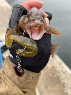 アイナメの釣果