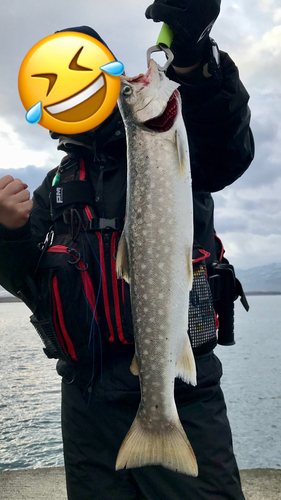 アメマスの釣果