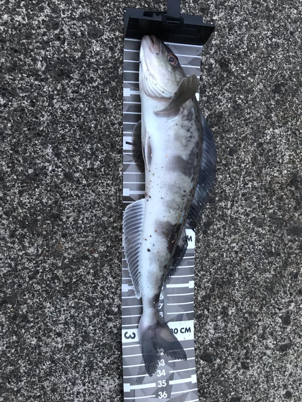 アメマス