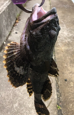 ギスカジカの釣果