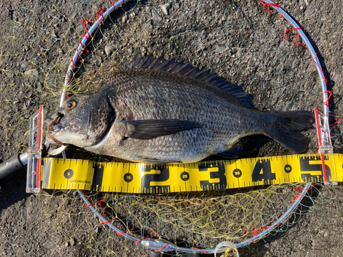 クロダイの釣果