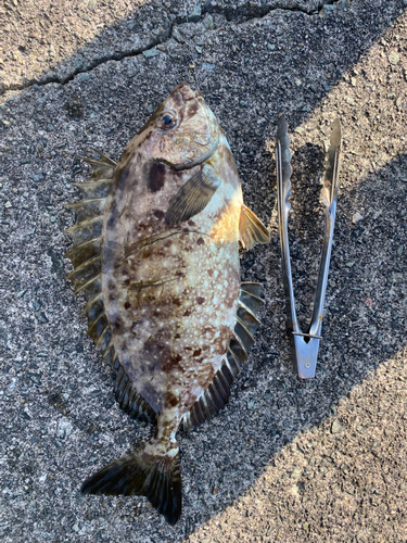 アイゴの釣果