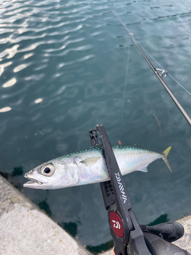 サバの釣果