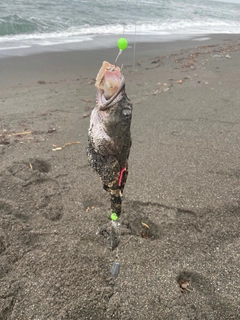 カジカの釣果