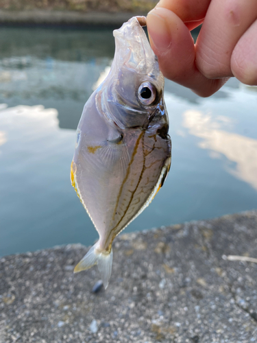 ヒイラギの釣果