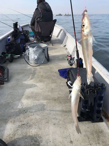 キスの釣果