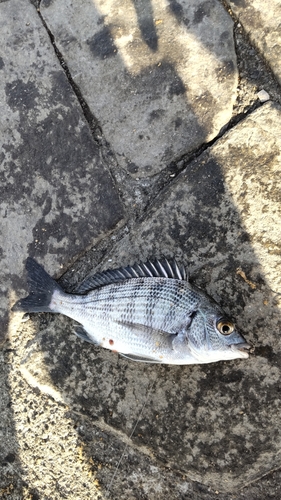 クロダイの釣果