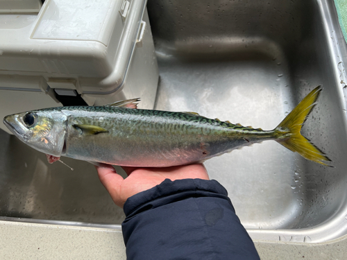 サバの釣果