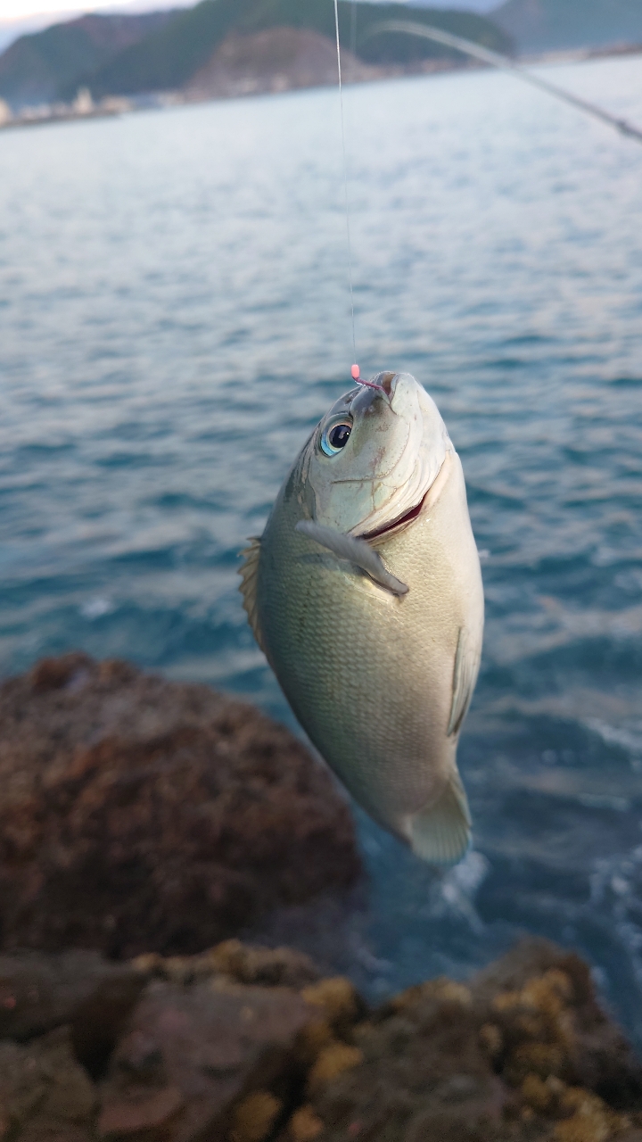 タカノハダイ