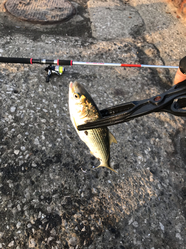 コノシロの釣果