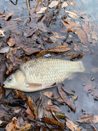 釣果