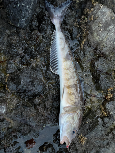 ホッケの釣果