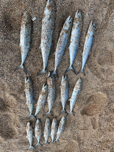 サゴシの釣果