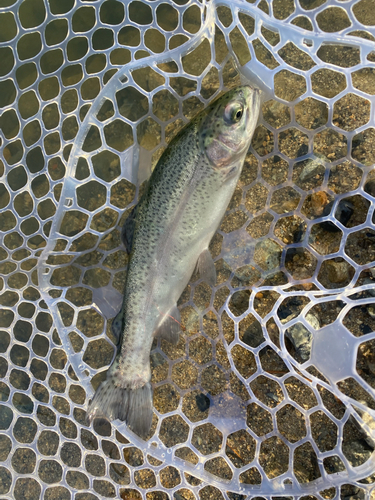 ニジマスの釣果