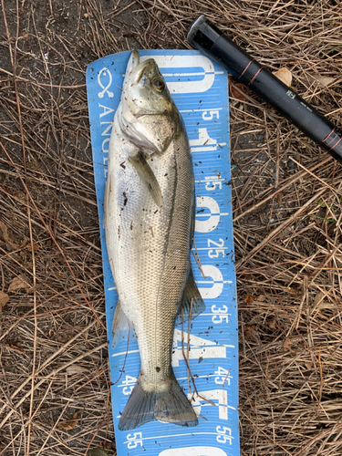 フッコ（マルスズキ）の釣果