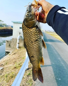 コイの釣果