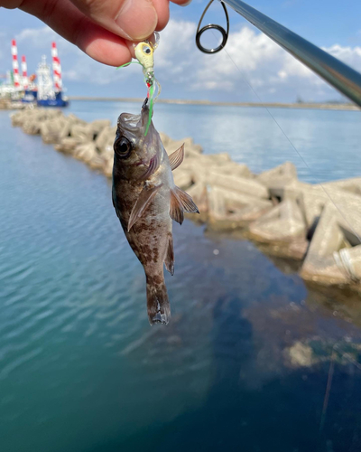 アオメバルの釣果