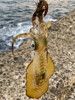 ミズイカの釣果