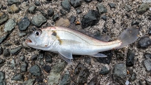 ニベの釣果