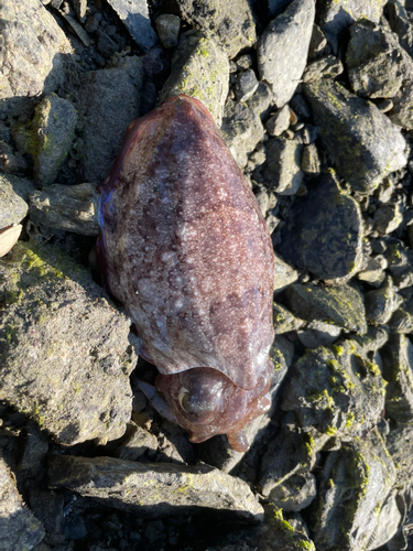 コブシメの釣果