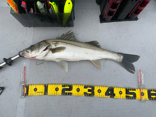 シーバスの釣果