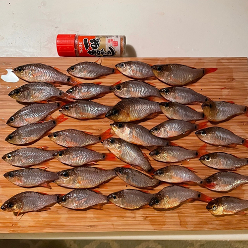 ネンブツダイの釣果