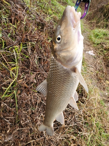 コイの釣果