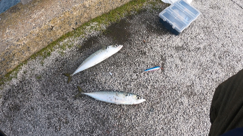 サバの釣果