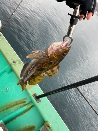 アイナメの釣果