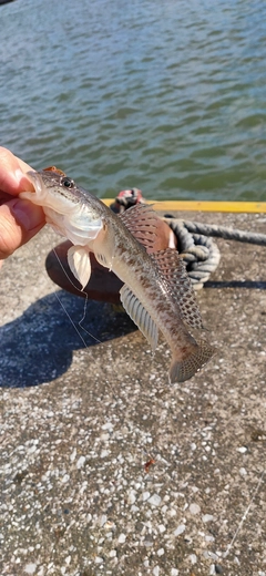 マハゼの釣果