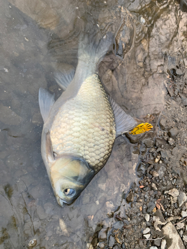 ヘラブナの釣果