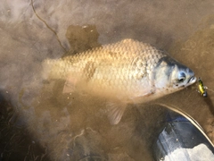 ヘラブナの釣果