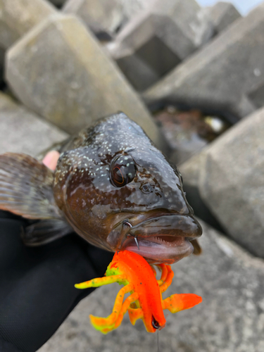 アイナメの釣果