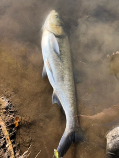 釣果