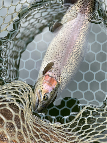 ニジマスの釣果