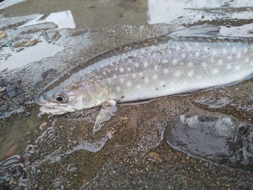 アメマスの釣果