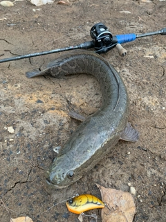 ライギョの釣果