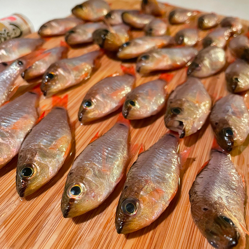 クロホシイシモチの釣果