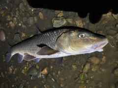 ニゴイの釣果